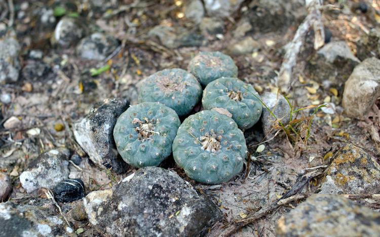 Pel Pyote Peyote Is Disappearing From the U.S. One Group Is Trying to Save It.