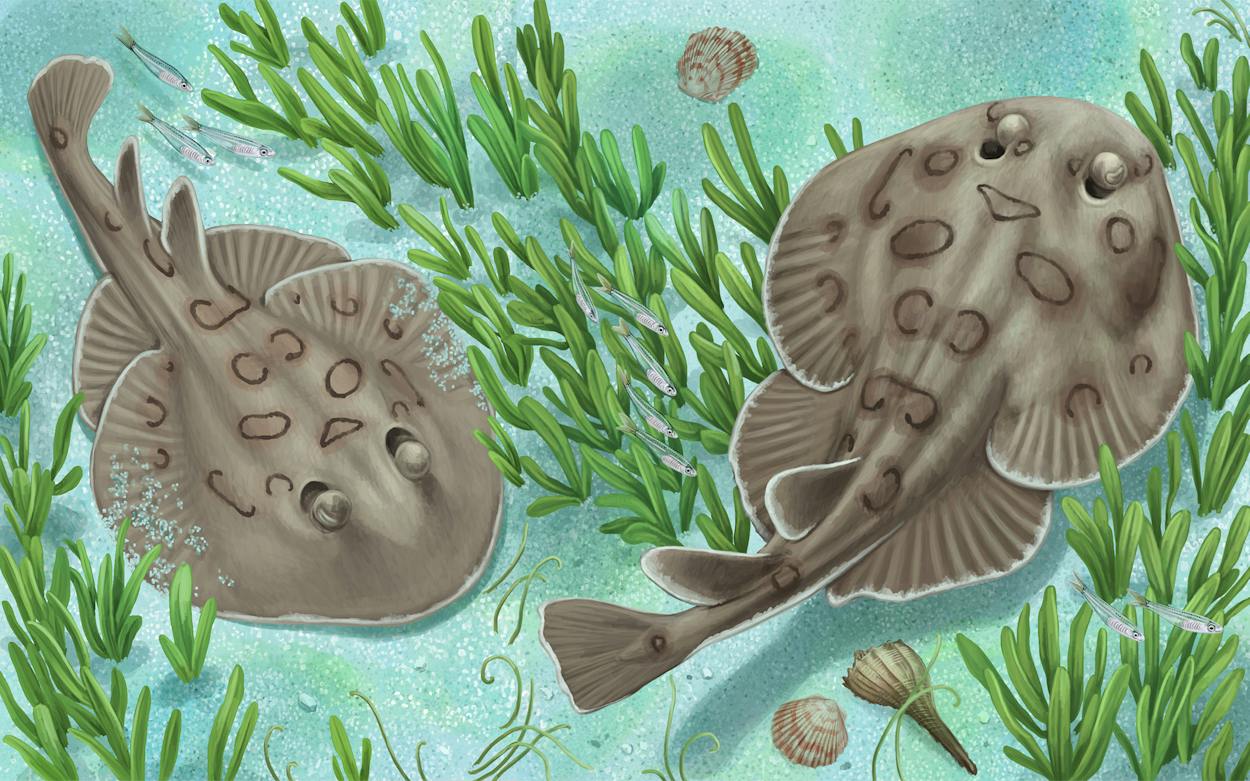 Lesser Southern Ray An Encounter With a Lesser Electric Ray Can Be Quite a Shock