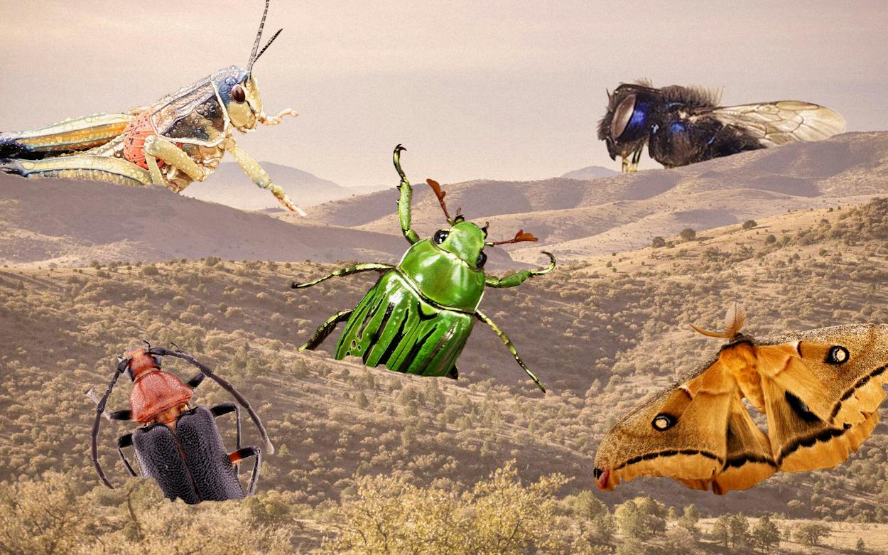 Texas Spring Insects New Bugs Discovered in West Texas’s Davis Mountains Preserve