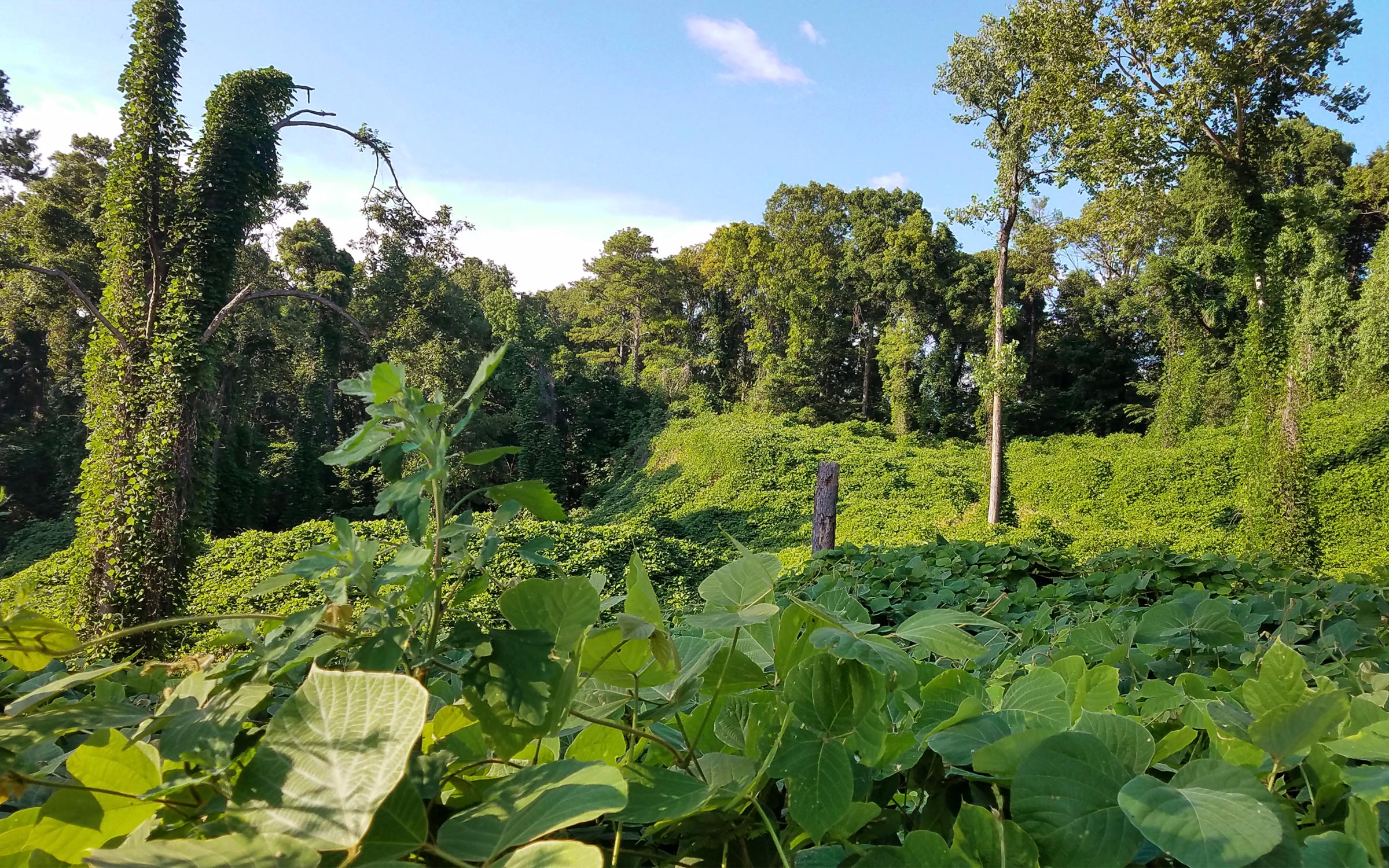 The “Vine That Ate the South” Is the Feral Hog of Invasive Plants. And It’s Nibbling at Texas. — Texas Monthly
