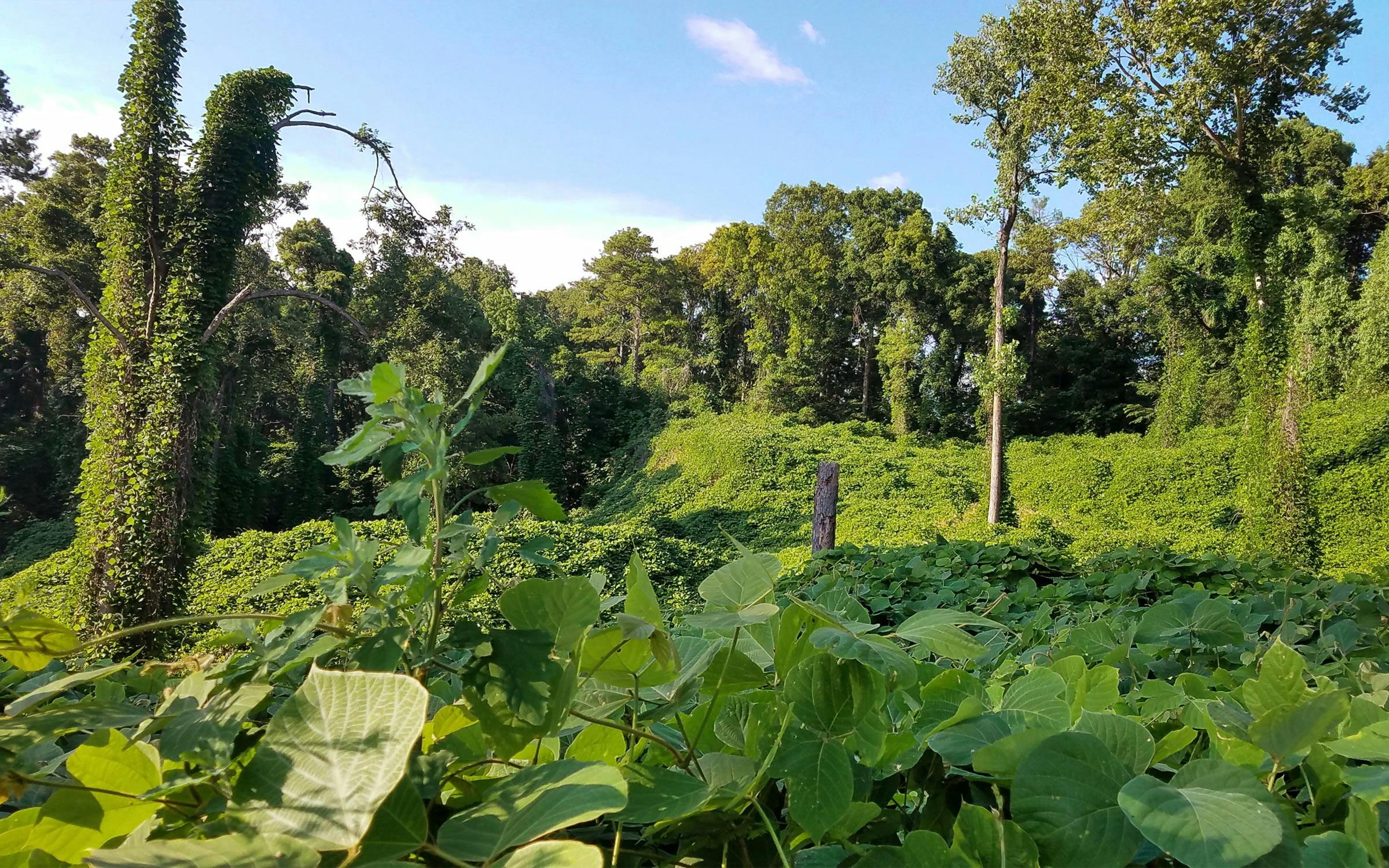 The “Vine That Ate the South” Is the Feral Hog of Invasive Plants. And It’s Nibbling at Texas. — Texas Monthly