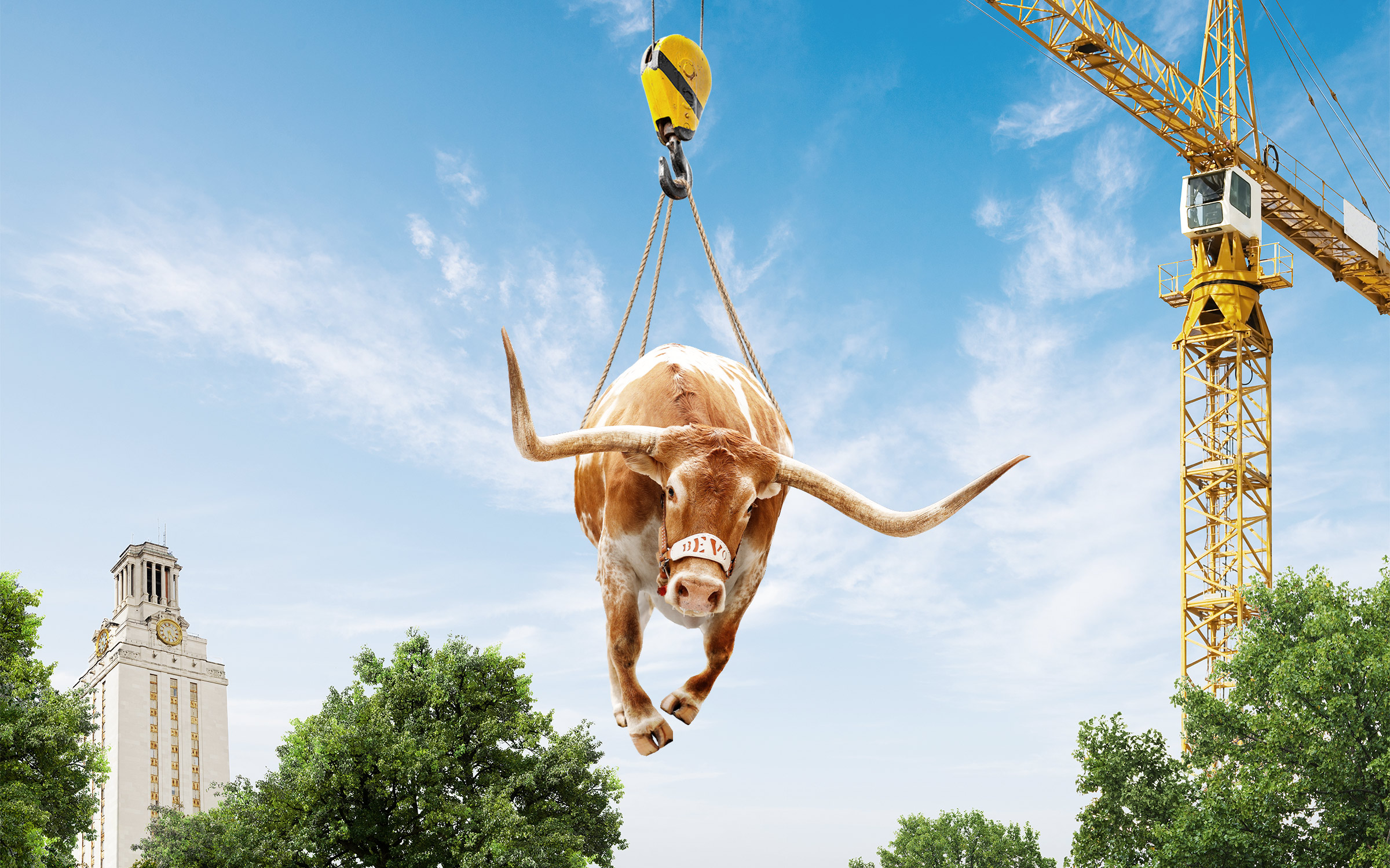 photo illustration of bevo being lifted by construction crane